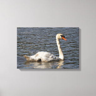 Elegant Mute Swans in Stanley Park Lagoon Leinwanddruck
