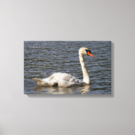 Elegant Mute Swans in Stanley Park Lagoon Leinwanddruck