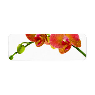 Elégant Orchidées Orange Étiquettes Blank personna