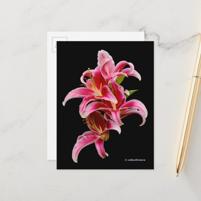 Elegant Pink Oriental Lilies Postkarte (Vorderseite/Rückseite Beispiel)