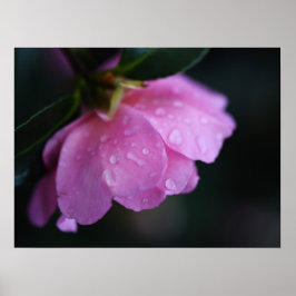 Elegant Pink Rose Close Up with Dew Poster