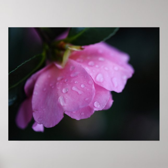 Elegant Pink Rose Close Up with Dew Poster (Vorne)