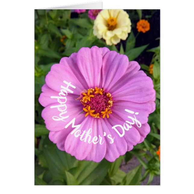 Elégant Pink Zinnia Flower carte de la fête des mè (Devant)