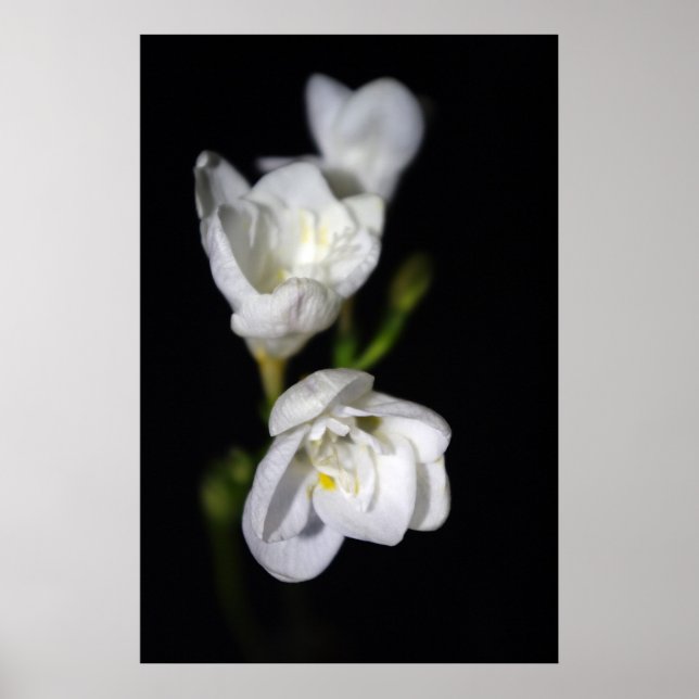 Elegant Poster (Vorne)