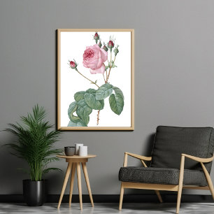 Elégant Poster d'Art Botanique Rose Rose Vintage