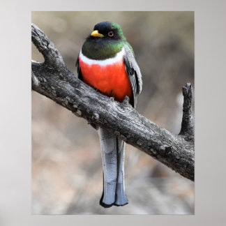 Elégant Poster Trogon