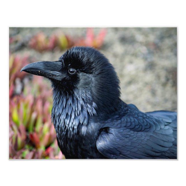 Elegant Raven Foto Print (Vorne)