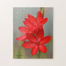 Elegant River Lily / Crimson Flag Rote Blume