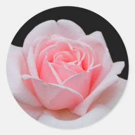 Elegant Rosa Rose Floral Runder Aufkleber