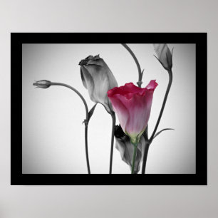Elegant Rosa Rose Poster