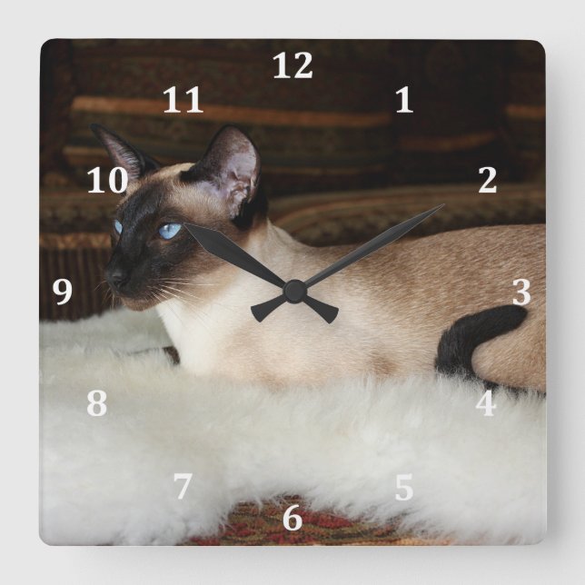 Elegant Siamese Cat Quadratische Wanduhr (Vorderseite)