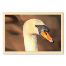 Elegant Swan Head Portrait