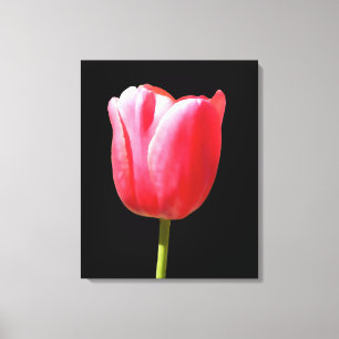 Elegant Tulip Bloom Leinwanddruck