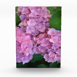 Elegant und Rustikal Hortensia Hydrangea macrophyl Fotoblock
