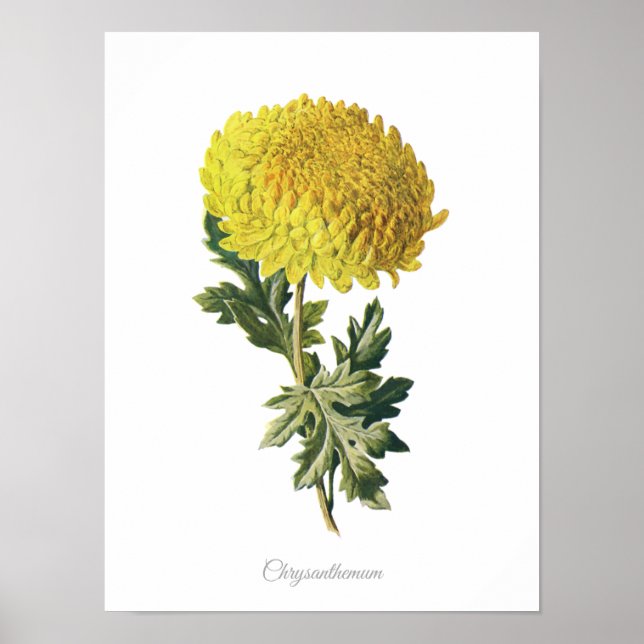 Élégant Vintage Botanique Impression Chrysanthemum (Devant)
