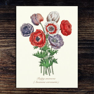 Elegant Vintage-Botanische Poppy-Anemone Postkarte