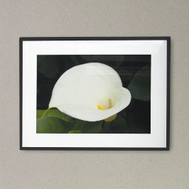 Elegant White Calla Lily Bloom Floral Fotografisch Poster