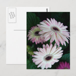 Elegant White & Pink Gerber Daisy Floral Postkarte