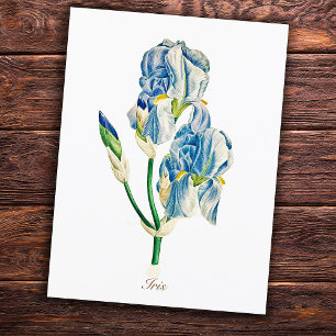 Elegante alte botanische blaue Schwertlilie Postkarte