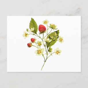 Elegante Aquarell-Erdbeerpflanze mit Blüten Postkarte
