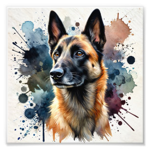 Elegante belgische Malinois Fotodruck