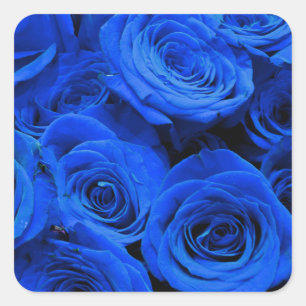 Elegante blaue Rosen blaue Blumen blaues Floral Quadratischer Aufkleber