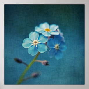 Elegante Blaue Vergissmeinnicht-Blumen Makro Poster