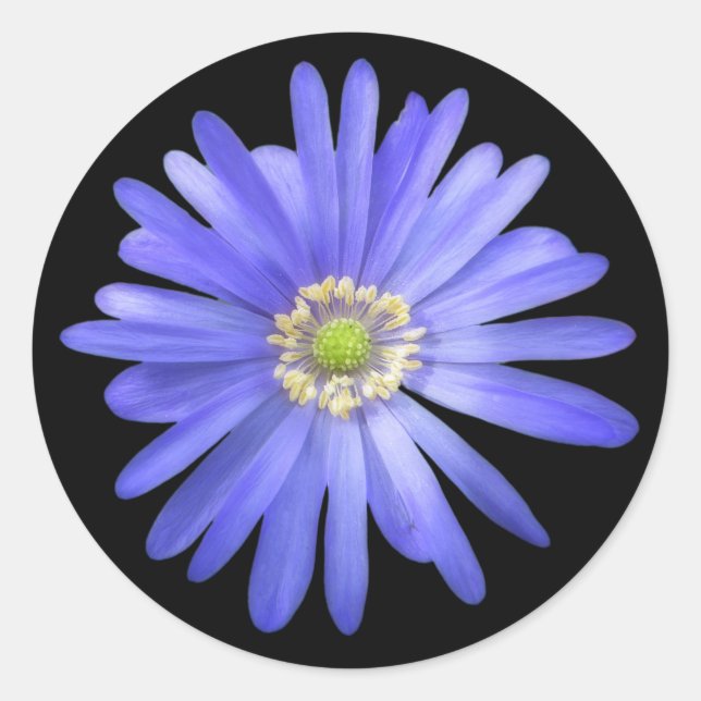 Elegante Blue Anemone Blume Runder Aufkleber (Vorderseite)