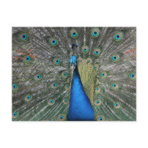 Elegante Blue Peacock Postkarte