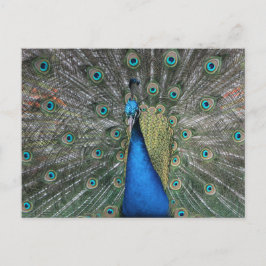 Elegante Blue Peacock Postkarte