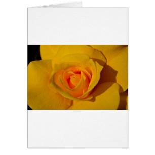 Elegante Blume Gelb Rose