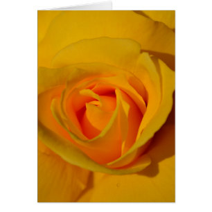Elegante Blume Gelb Rose
