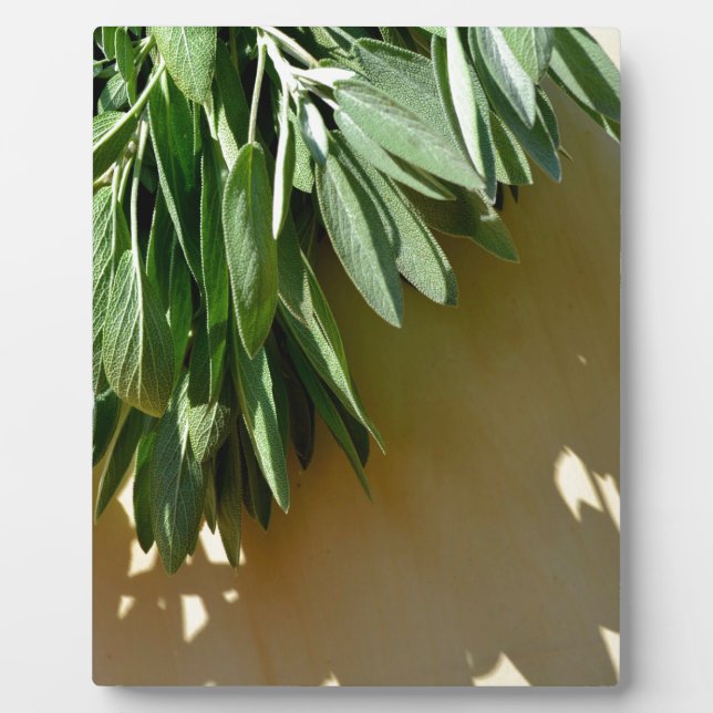 Elegante botanisch-grüne Kräuter Blätter Salbei Fotoplatte (Vorderseite)