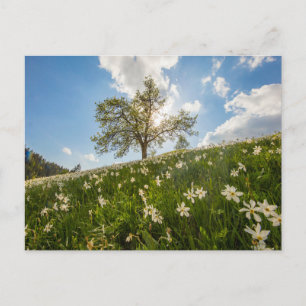 Elegante bunte Reise-Postkarte mit Baum Feiertagspostkarte