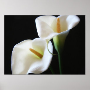 Elegante Calla-Lilien-Blumen 13 Poster
