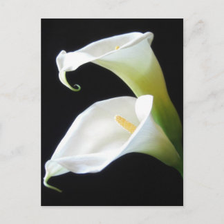 Elegante Calla-Lilien-Blumen 8 Postkarte