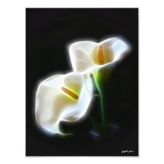 Elegante Calla Lily Blume 13 Moderne Printmedien Fotodruck