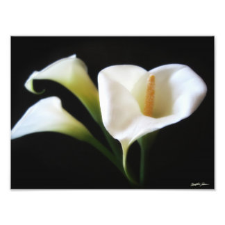 Elegante Calla Lily Blume 9 Fotodruck