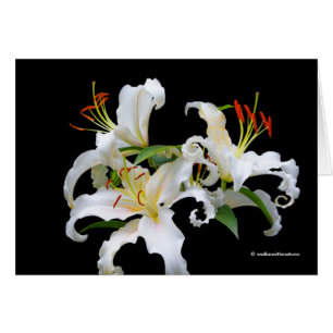 Elégante Casablanca White Oriental Lilies