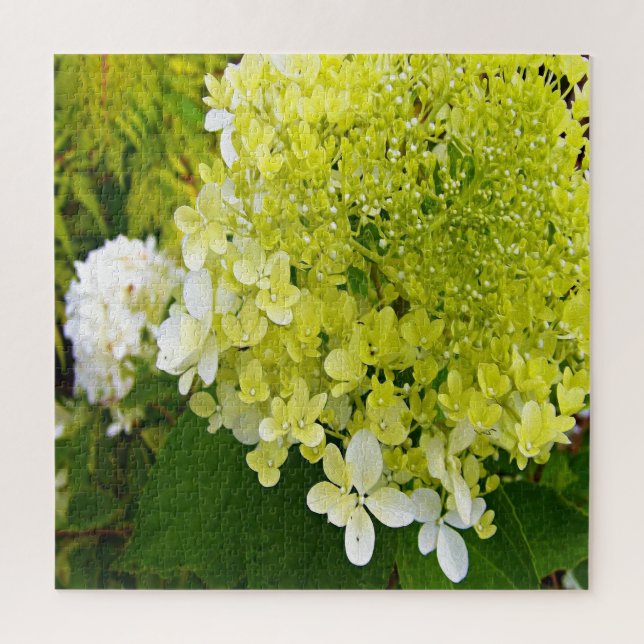 Elegante Chartreuse Green Limelight Hydrangea (Vertikal)
