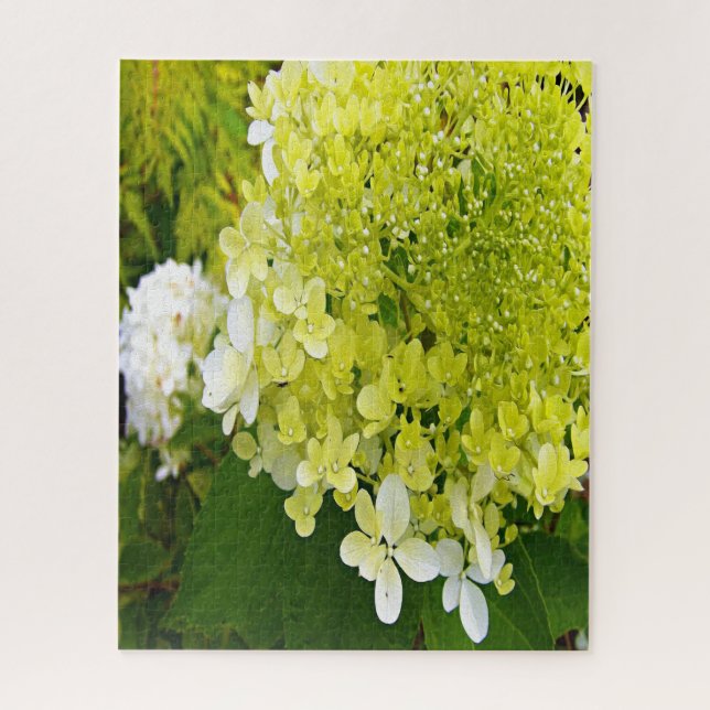 Elegante Chartreuse Green Limelight Hydrangea (Vertikal)