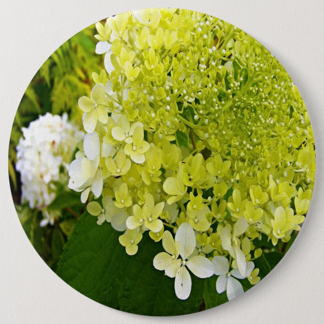 Elegante Chartreuse Green Limelight Hydrangea Button (Vorderseite)