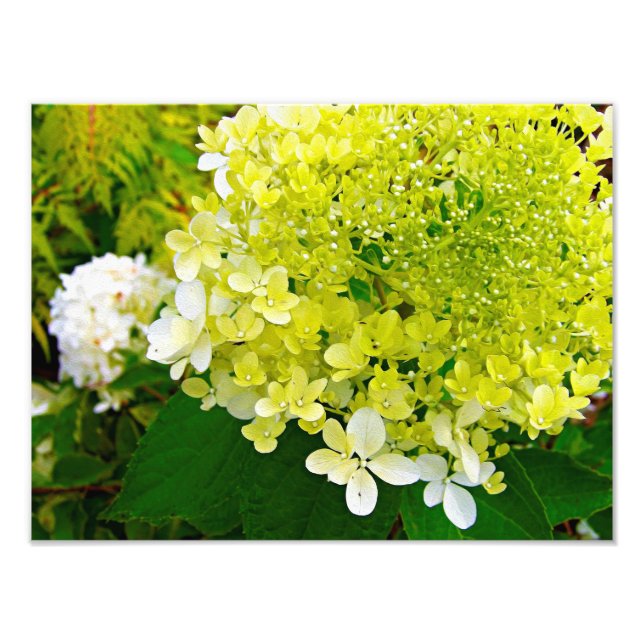 Elegante Chartreuse Green Limelight Hydrangea Fotodruck (Vorne)