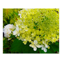 Elegante Chartreuse Green Limelight Hydrangea