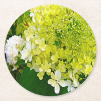 Elegante Chartreuse Green Limelight Hydrangea