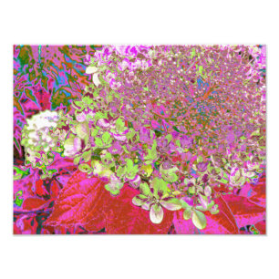 Elegante Chartreuse Green, Pink und Blue Hydrangea Fotodruck