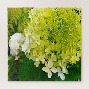 Elegante Chartreuse-Grüne Limelight-Hortensie