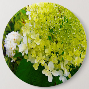 Elegante Chartreuse-Grüne Limelight-Hortensie Button