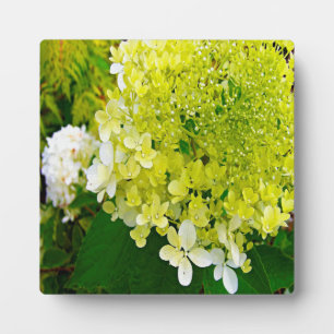 Elegante Chartreuse-Grüne Limelight-Hortensie Fotoplatte