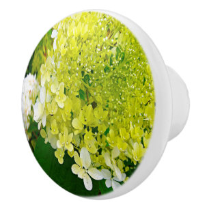 Elegante Chartreuse-Grüne Limelight-Hortensie Keramikknauf